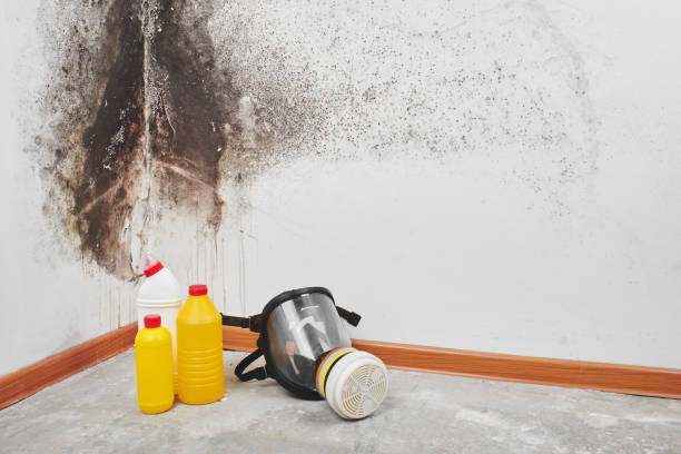 Best Attic Mold Removal  in Martinez, CA