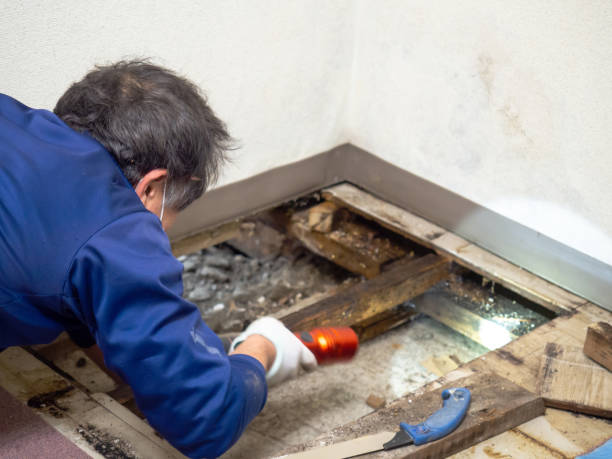 Best Home Mold Removal  in Martinez, CA