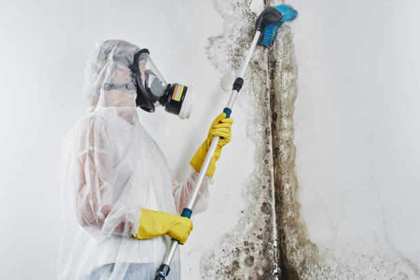 Professional Mold Removal in Martinez, CA