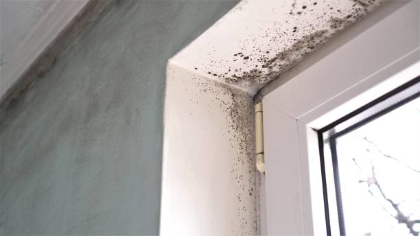 Best Attic Mold Removal  in Martinez, CA
