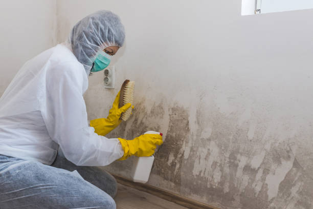 Best Fast Mold Removal  in Martinez, CA