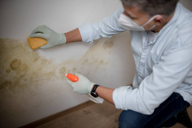 Best Mold Remediation  in Martinez, CA