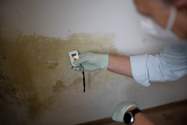 Mold Removal Process in Martinez, CA