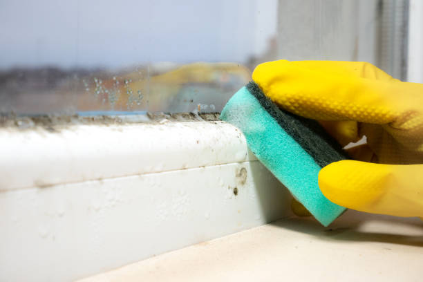Mold Testing and Removal in Martinez, CA