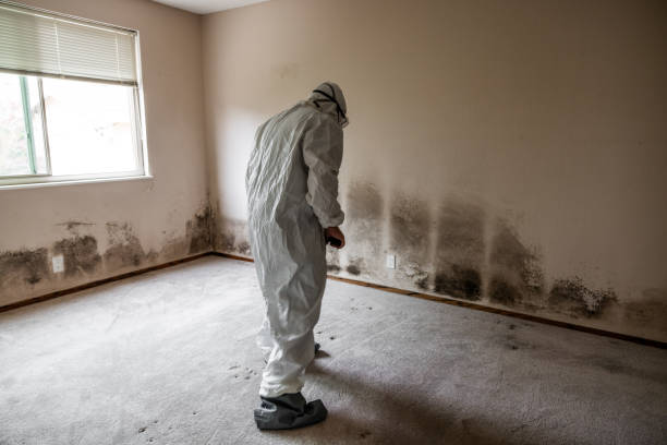 Best Professional Mold Removal  in Martinez, CA