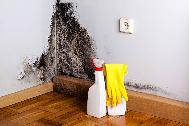Best Mold Cleaning Services  in Martinez, CA