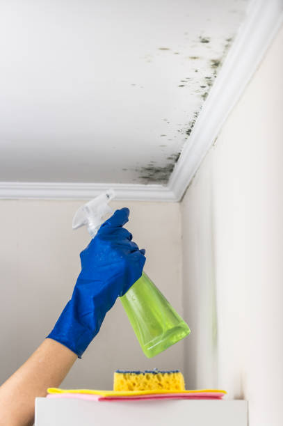Best Mold Removal Company Near Me  in Martinez, CA