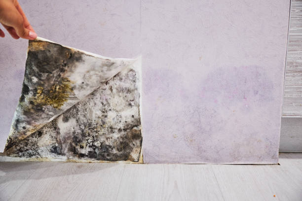 Best Mold Removal Process  in Martinez, CA